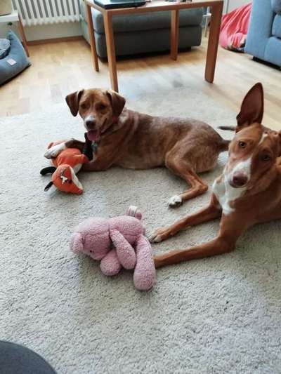 Dein Hund im Dogorama-Kalender 2021-Beitrag-Bild