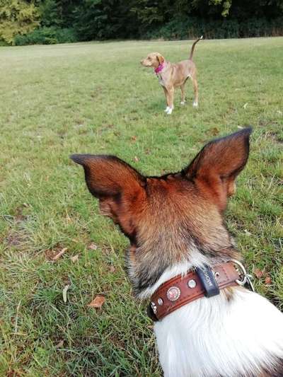 Dein Hund im Dogorama-Kalender 2021-Beitrag-Bild