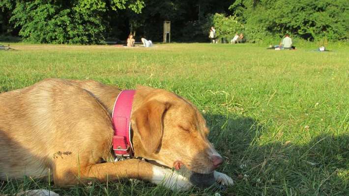 Dein Hund im Dogorama-Kalender 2021-Beitrag-Bild