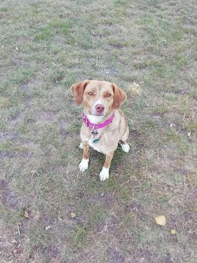 Dein Hund im Dogorama-Kalender 2021-Beitrag-Bild