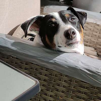 Ratonero Bodeguero Andaluz-Beitrag-Bild