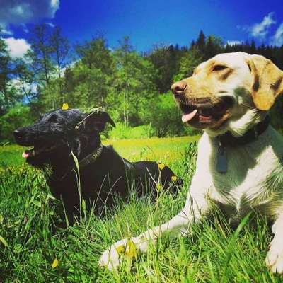 Hundepension Hundepension Ostalbpfötchen in Aalen  – Dogorama