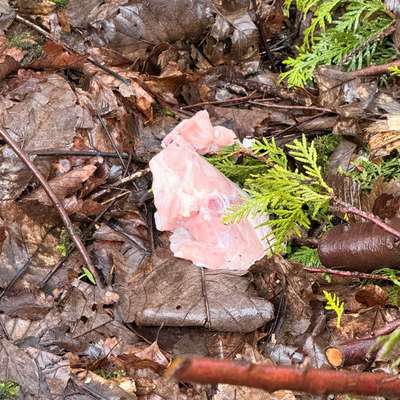 Giftköder-Verdorbenes Fleisch oder noch schlimmer-Bild