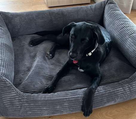 Hundebetten - Erfahrungen?-Beitrag-Bild