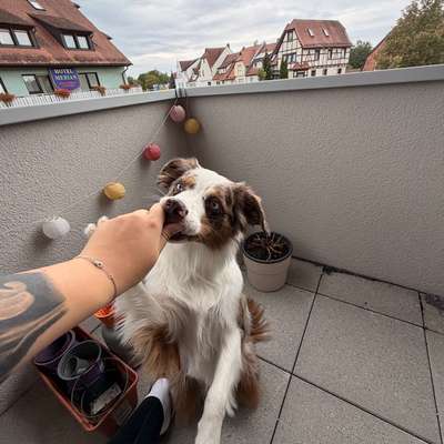 Hundetreffen-Spazierpartner zum gemeinsamen Üben gesucht 🐾-Bild