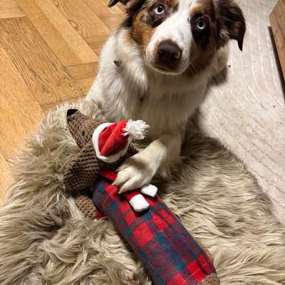 Hundetreffen-Spaziergang und Wandern mit Hund-Bild