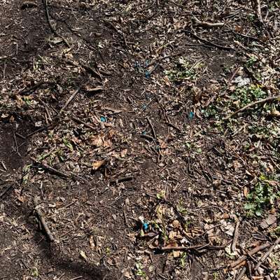 Giftköder-Evtl Giftköder-Bild