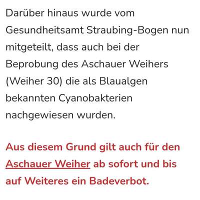 Giftköder-Blaualgen Aschauer Weiher (Weiher 30)-Bild