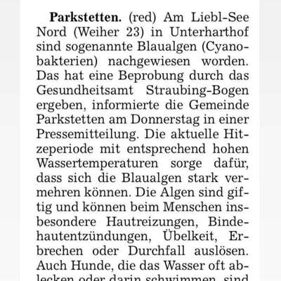 Giftköder-Blaualgen im Liebl See Nord (Weiher 23)-Bild