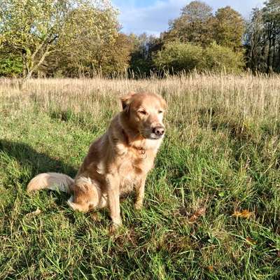 Hundetreffen-Gassi-Runden Mühlhausen und Umgebung-Bild