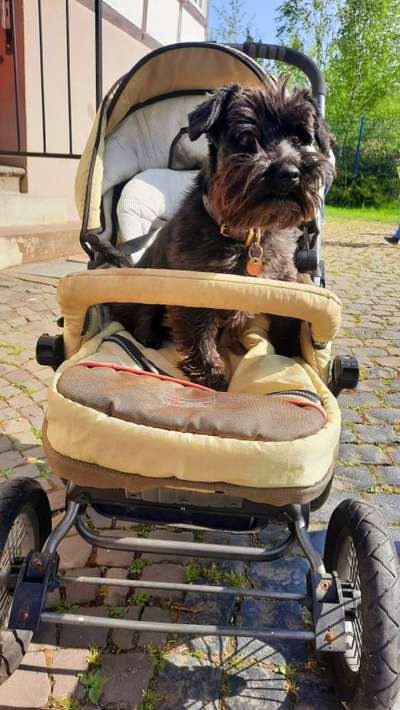 Zwergschnauzer gesucht-Beitrag-Bild