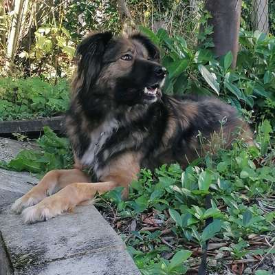 Hundetreffen-Gassirunde mit Corvo-Bild