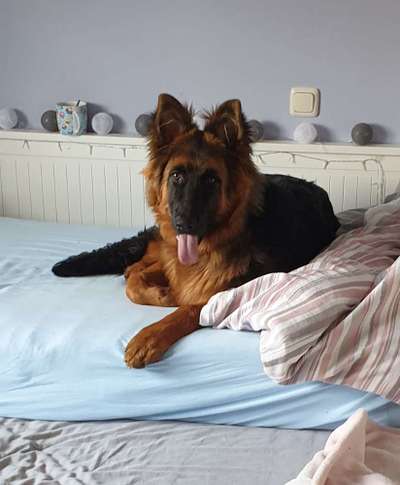 Die Dogorama Kalender Challenge Titelbild-Beitrag-Bild