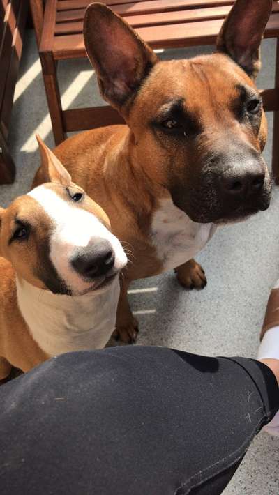 Miniatur Bull Terrier-Beitrag-Bild