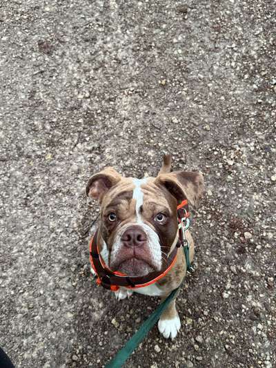 Hundetreffen-Treffen mit Spike-Bild