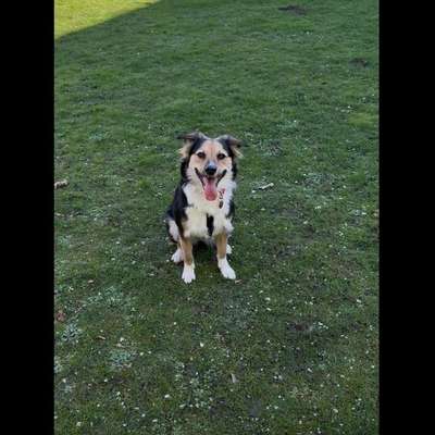 Hundetreffen-Treffen mit unserer Hündin zum Spielen und gassi gehen-Bild