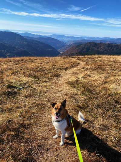 Dogorama Photo Challenge - Tierischer Urlaub-Beitrag-Bild