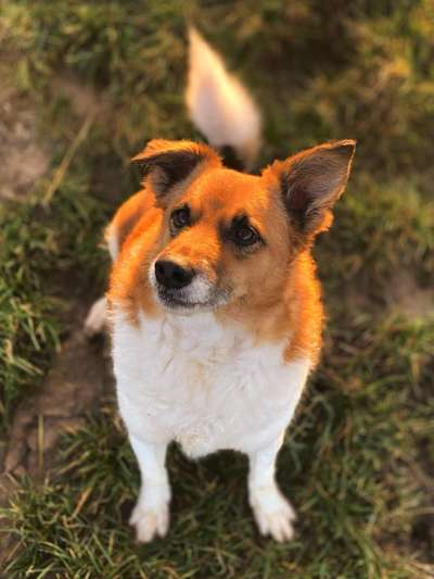 Dogorama Photo Challenge - Hundeblick zum hinschmelzen-Beitrag-Bild