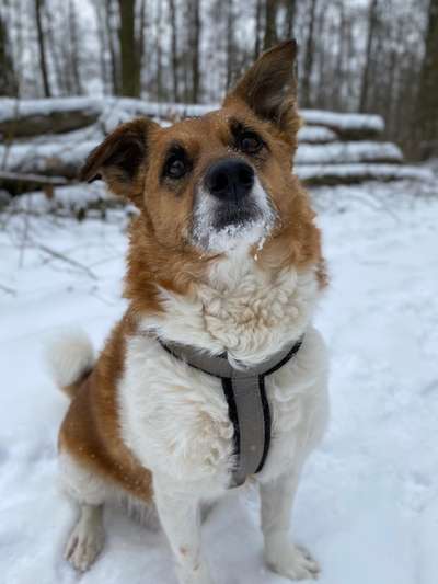 Dogorama Photo Challenge - Es wird nochmal kalt!-Beitrag-Bild