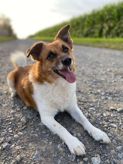 Dogorama Photo Challenge - Einmal lächeln bitte-Beitrag-Bild