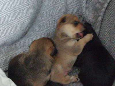 Welpen Bilder !-Beitrag-Bild