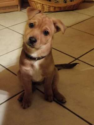 Welpen Bilder !-Beitrag-Bild