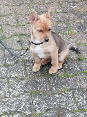 Welpen Bilder !-Beitrag-Bild