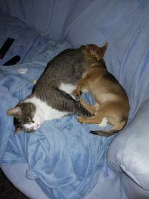 Welpen Bilder !-Beitrag-Bild