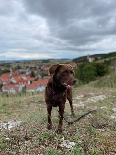 Labradorfans-Beitrag-Bild