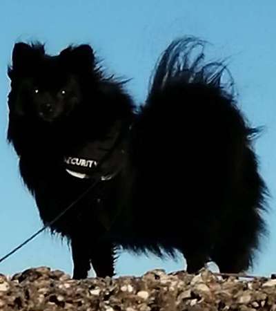 Wie heißt dein Hund?-Beitrag-Bild