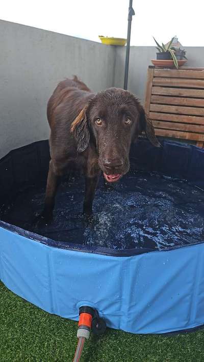 Flat Coated Retriever-Beitrag-Bild