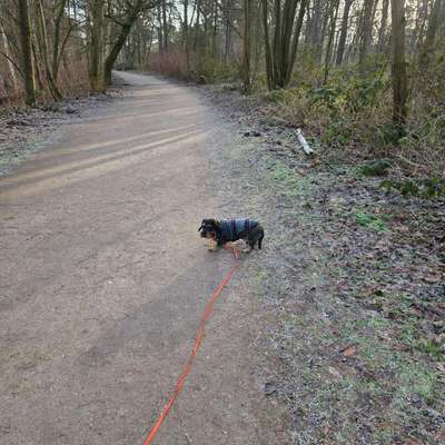 aktuelles Foto Gruppe Dackel