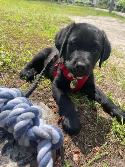 Hundetreffen-Welpentreffen-Bild