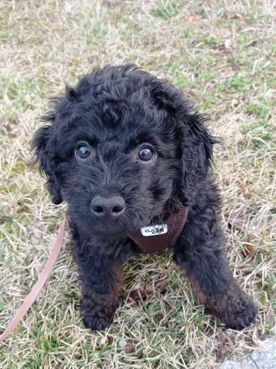 Dogorama Photo Challenge - Einmal lächeln bitte-Beitrag-Bild