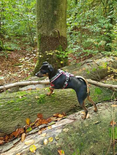 Hundeauslaufgebiet-Sachsenwald-Bild