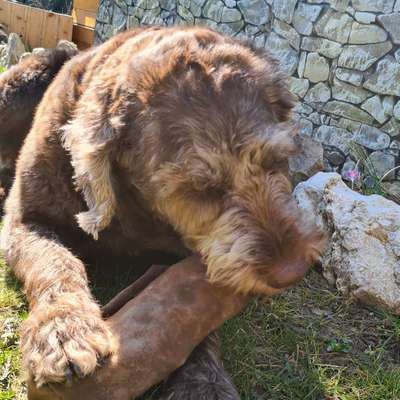 Hundetreffen-Freizeit Nasen BB-Profilbild