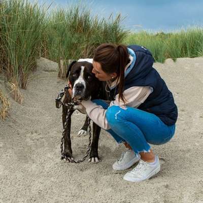 Hundetreffen-Spazieren gehen