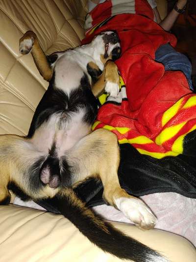 Dogorama Photo Challenge - Zeigt her eure Bäuche-Beitrag-Bild