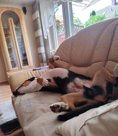 Entlebucher Sennenhund-Beitrag-Bild