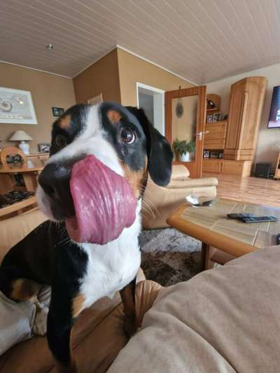 Comedyprogramm Hund:-Beitrag-Bild