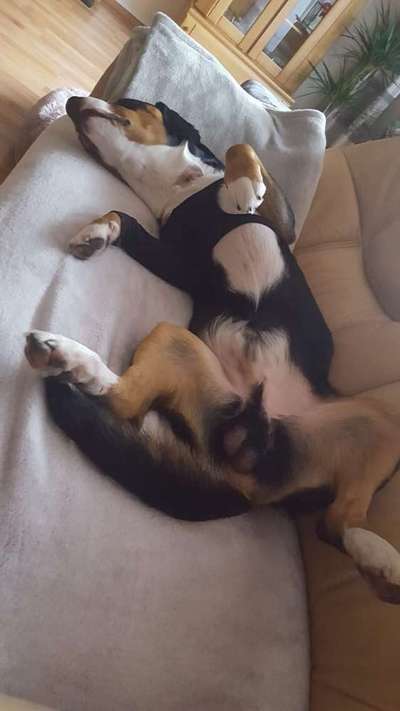 Dogorama Photo Challenge - Zeigt her eure Bäuche-Beitrag-Bild