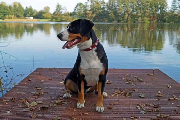 Entlebucher Sennenhund-Beitrag-Bild