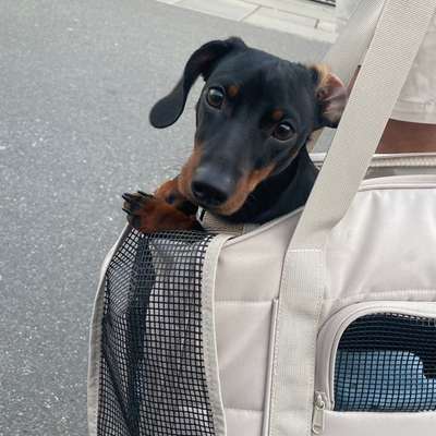 Hundetreffen-Spieltreffen oder Gassirunde-Bild