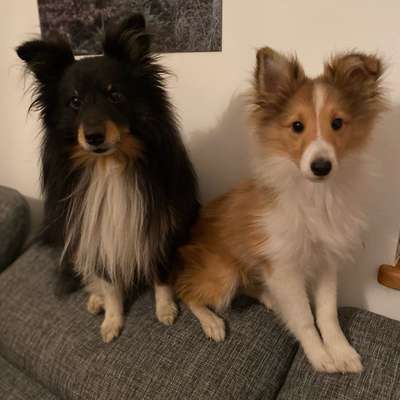 Hundetreffen-Rommerskirchen-Bild