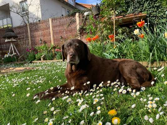 Unsere Fellnasen im Regenbogenland-Beitrag-Bild