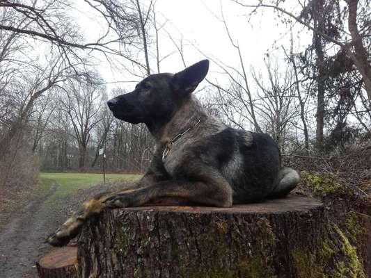 Die Dogorama Kalender Challenge Titelbild-Beitrag-Bild