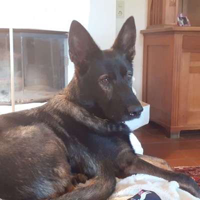 Alles rund um den Schäferhund, diskutieren erwünscht.-Beitrag-Bild