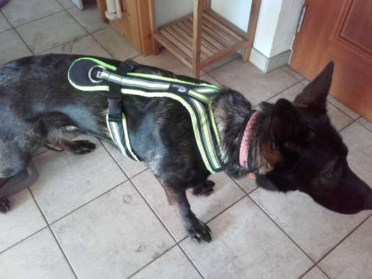 Geschirr Empfehlung-Beitrag-Bild