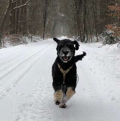 Dogorama Photo Challenge - Einmal lächeln bitte-Beitrag-Bild