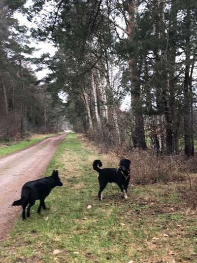 Hundetreffen-„höfliche“ Artgenossen gesucht-Bild